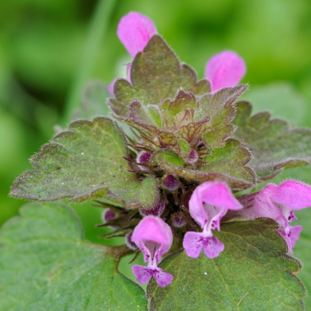 Red dead-nettle