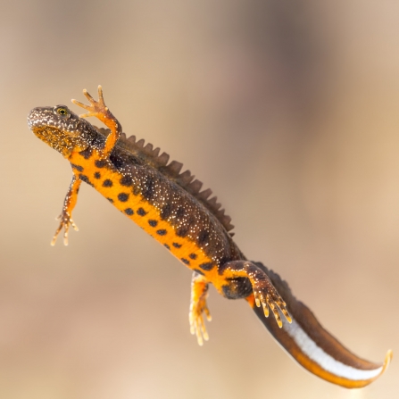 Great crested newt