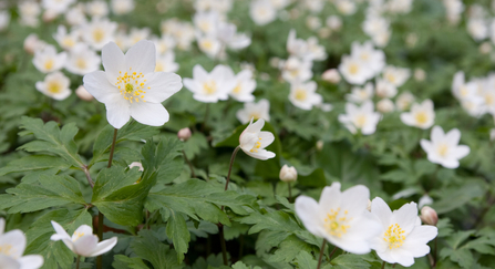 Wood anemone