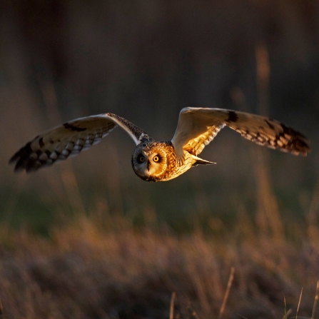 Short-eared owl