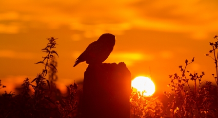 Little Owl against the sunset