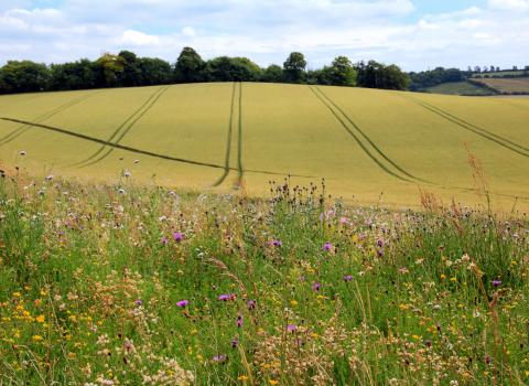 Farmland field margin