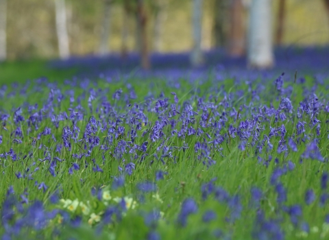 Bluebells