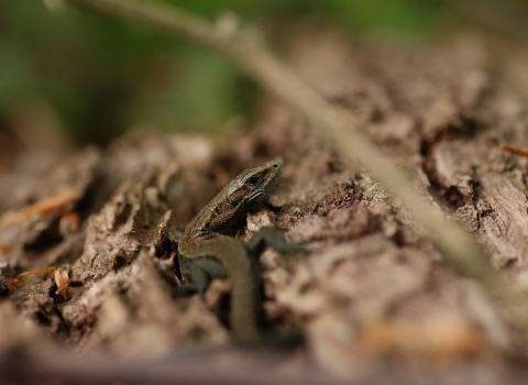 Common Lizard (c) Josh Kubale