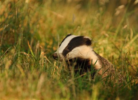 Badger © Andrew Parkinson/2020VISION