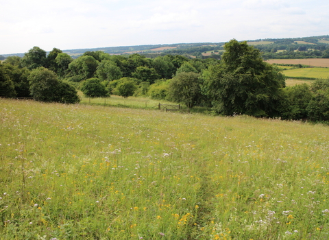 Aldbury Nowers Nature Reserve 