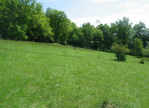 Alpine Meadow Nature Reserve 