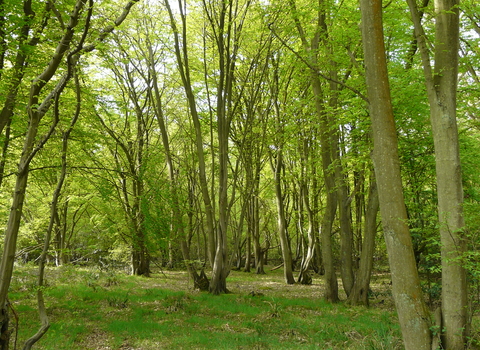 Balls Wood Nature Reserve