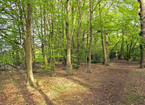 Fir and Pond Woods Nature Reserve