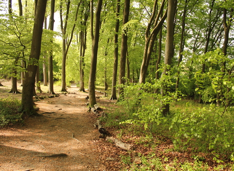 Fox Covert Nature Reserve 