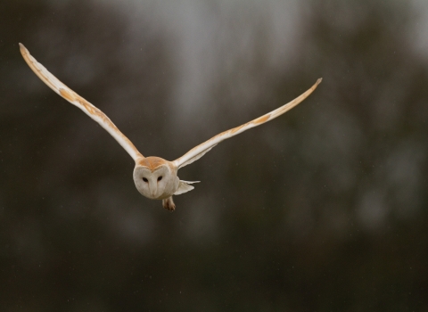 Barn Owl