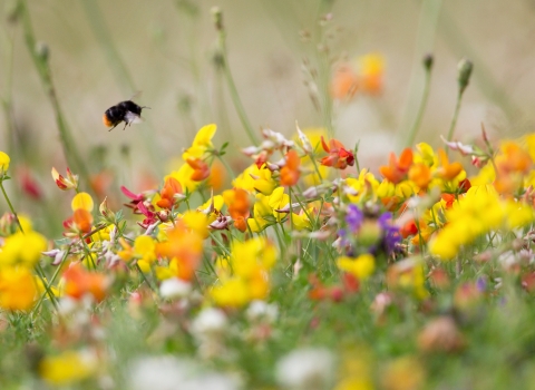 Bumble bee on bird's-foot-trefoil