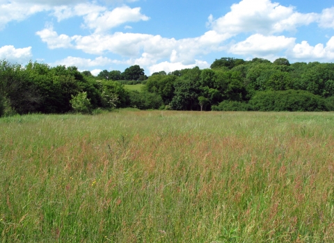Frogmore Meadow Nature Reserve