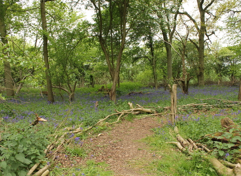 Hawkins Wood Nature Reserve 