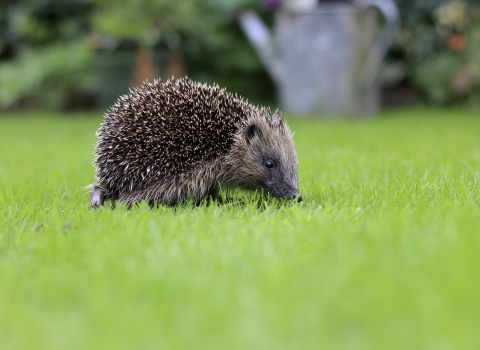 Hedgehog (c) Tom Marshall