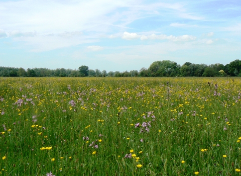 Hunsdon and Eastwick Meads