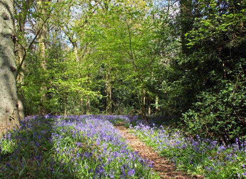 Longspring Wood Nature Reserve 