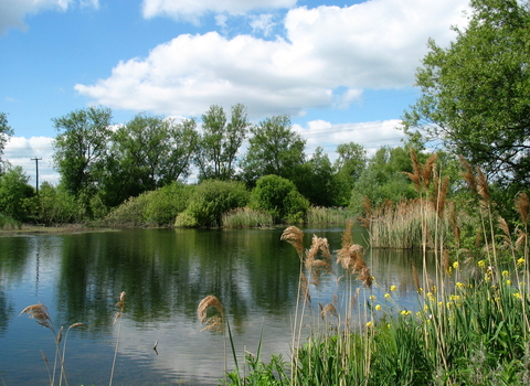 Rye Meads Nature Reserve 