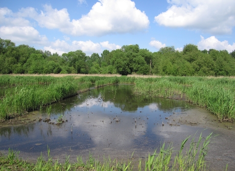 Stanborough Reedmarsh