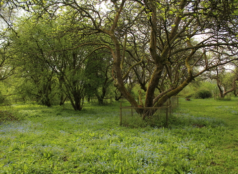 Tewin Orchard