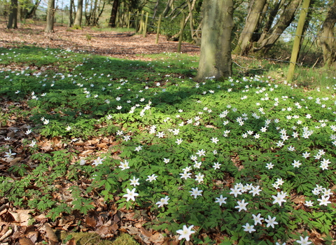 Hobbyhorse Wood Nature Reserve 