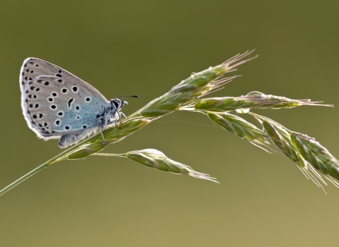 Large blue butterfly