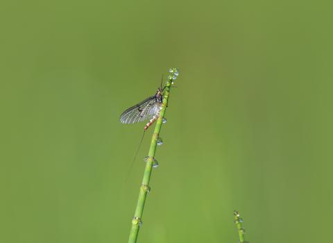 Mayfly
