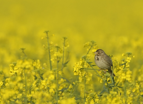 Corn bunting