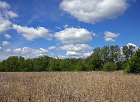 Springwell Reedbed Nature Reserve 