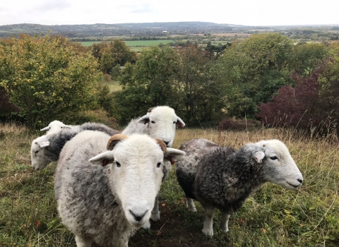 Herdwick sheep at Aldbury Nowers (c) Laura Baker