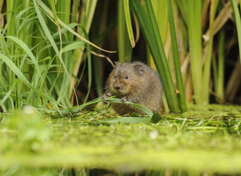 Water vole (c) Terry Whittaker