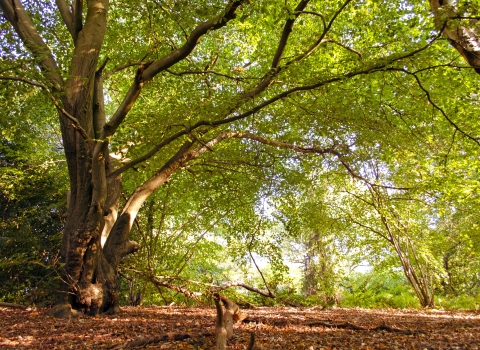 Old Park Wood in autumn