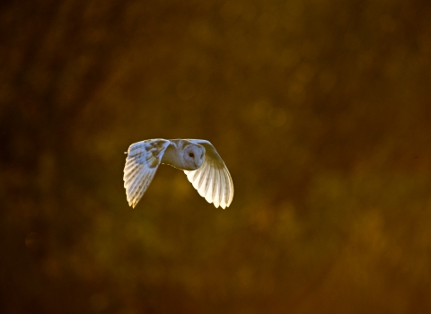 Barn owl