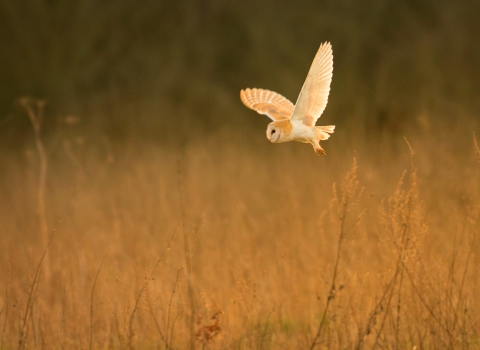 Barn owl over field
