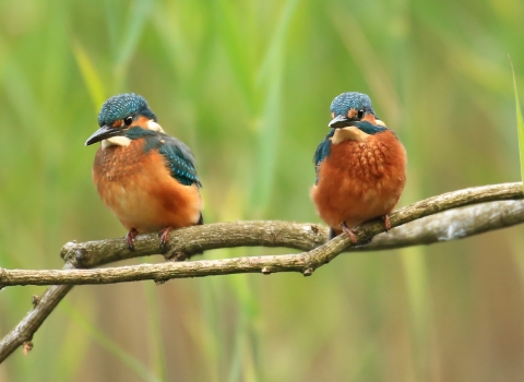Kingfishers (c) Jon Hawkins - Surrey Hills Photography