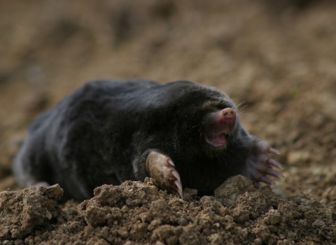 Mole (c) Steve Bottom