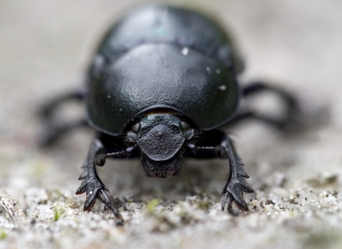 Dung beetle