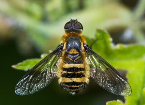 Downland-villa bee fly