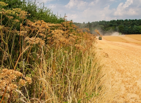 Harvest at Jordans Farm