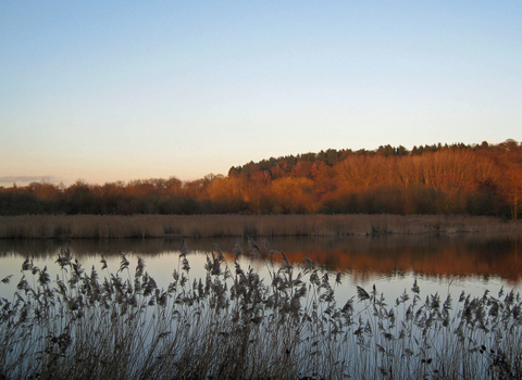 Bittern pool at Amwell Nature Reserve