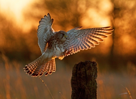 Kestrel landing (c) Russell Savory