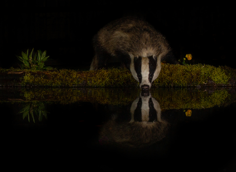 Badger drinking