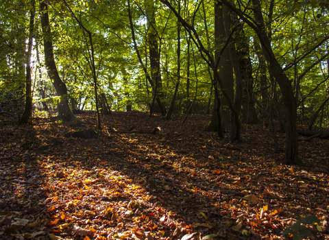 Old Park Wood Nature Reserve