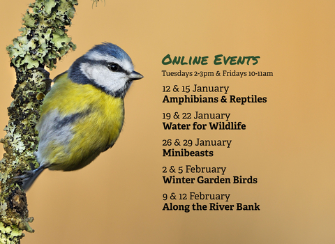 Wild At Home - Winter Event Listing