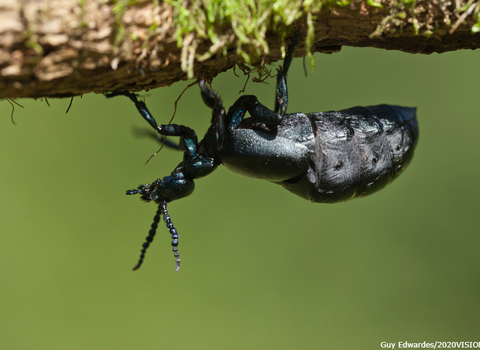 Oil beetle