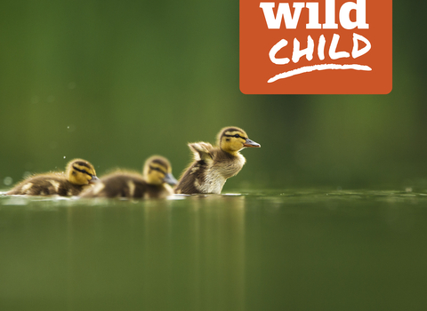 Mallard chicks with Wild Child logo