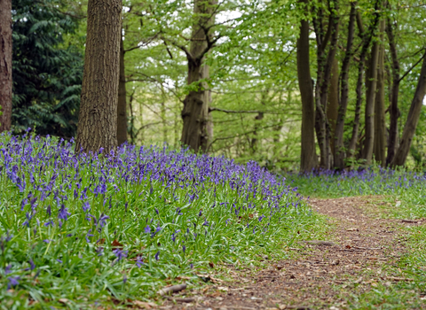 Astonbury Wood