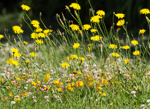 Mini meadow (c) Tim Hill