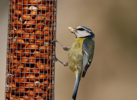 Feeder bird blue tit