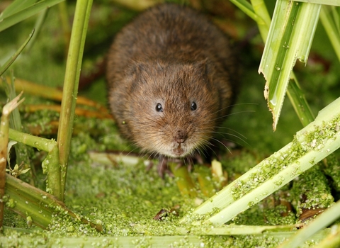 Water vole (c) Paul Thrush